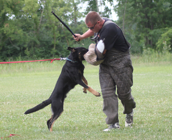 Azog z Glaurung german shepherd catch jason bane